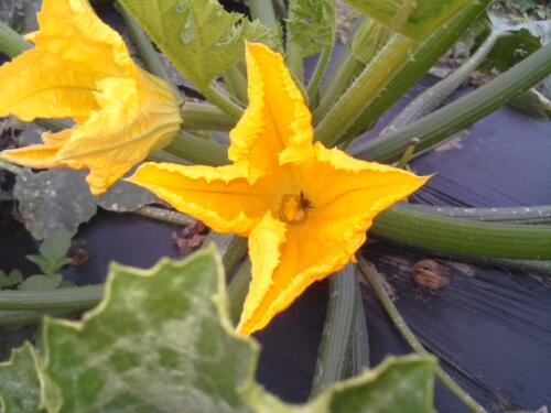 Courgette - imkerij Cox