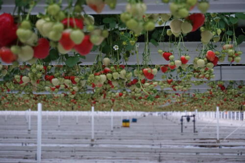 Aardbeien - Imkerij Cox